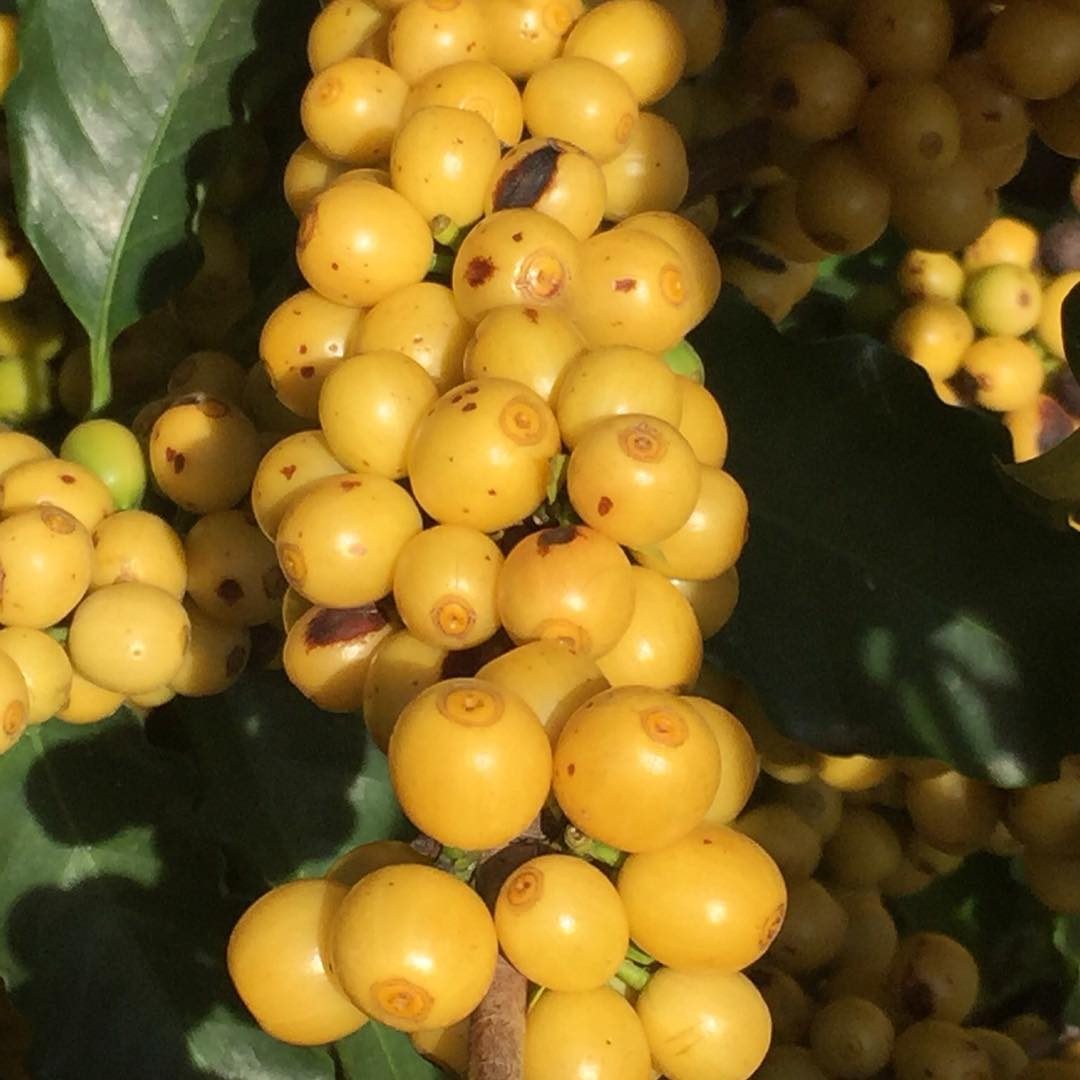 Catucaí Amarelo
