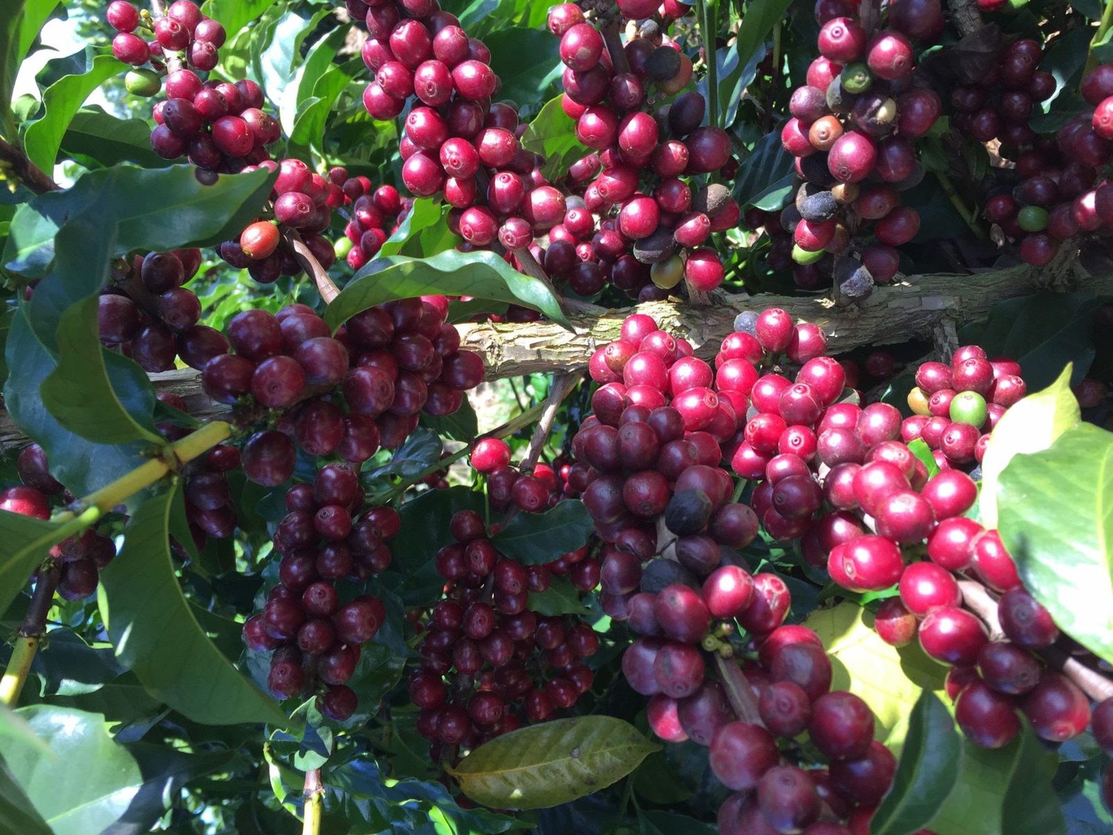 Cerejas de café maduras