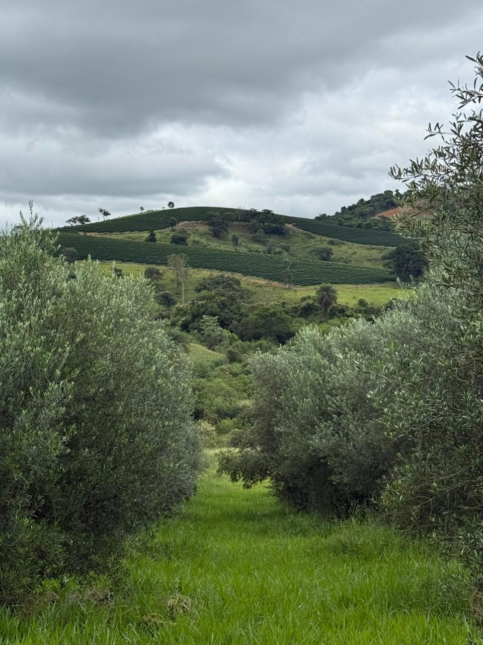 Olival da Fazenda Mumbuca